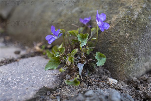 Violet