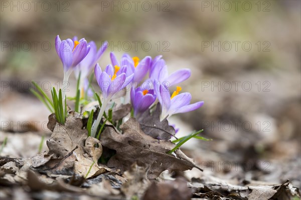 Wild crocuses