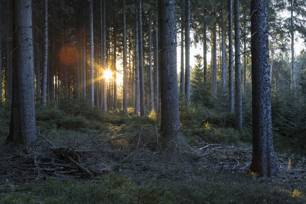 Sun shining in the forest