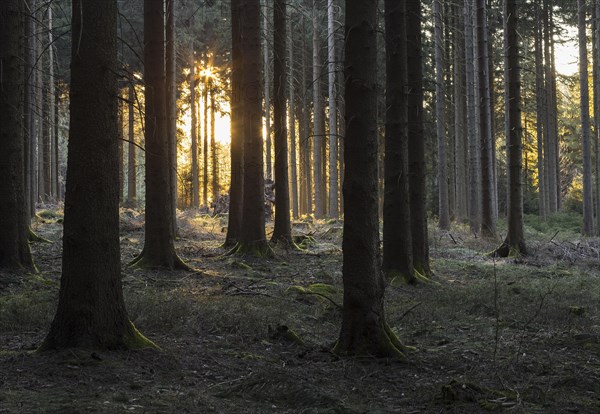 Sun shining in the forest