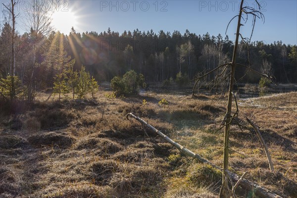 Hormersdorfer Hochmoor in the Geyersdorfer Forest