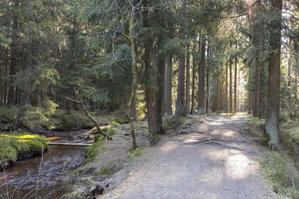 Hiking trail at the Greifenbach