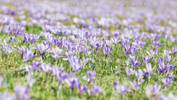 Crocuses