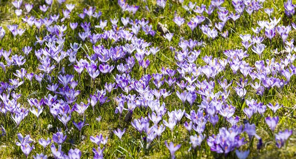 Crocuses