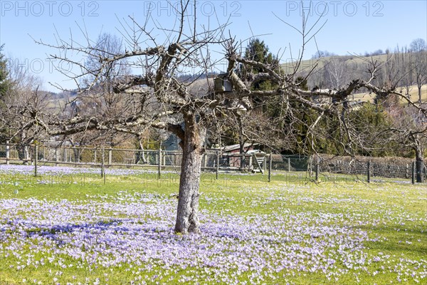 Crocuses