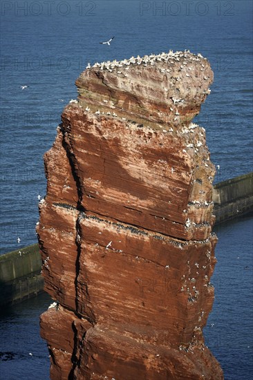 Northern gannet