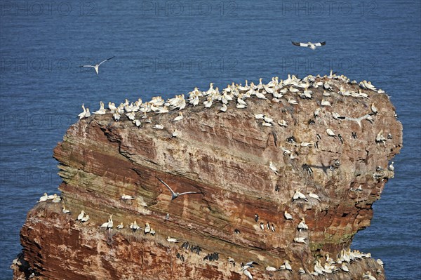 Northern gannet