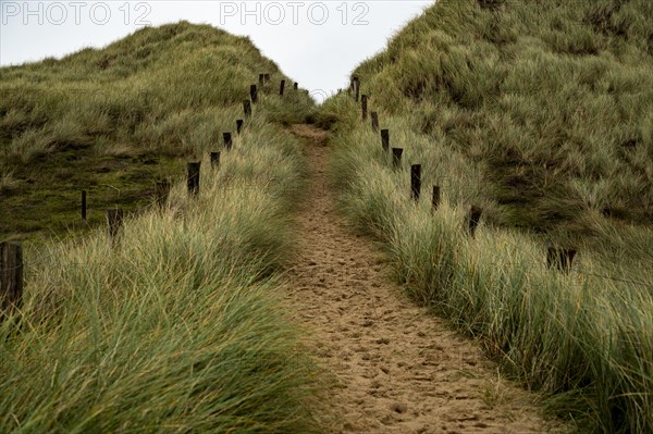 Sand path with dune grass and fence