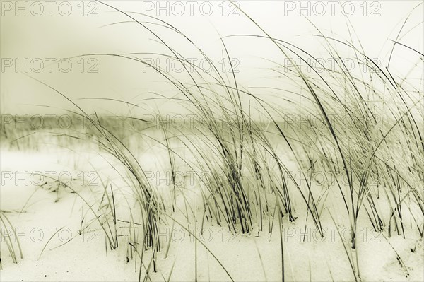 Marram Grass on sand