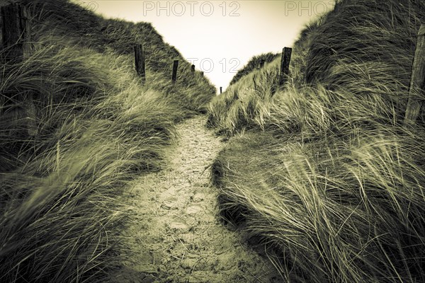 Sand path with dune grass and fence