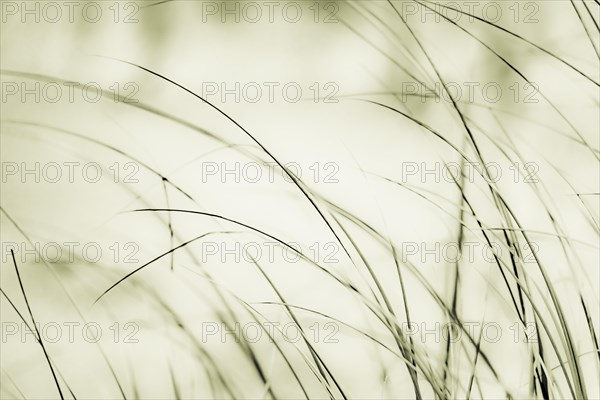 Marram Grass on sand