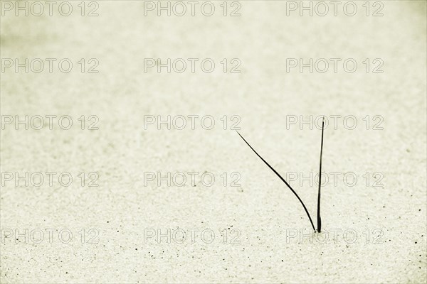 Marram Grass on sand