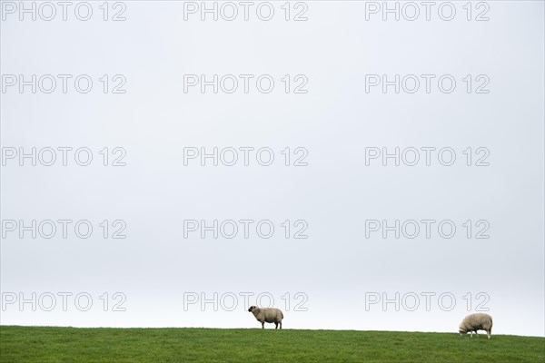 Two domestic sheep