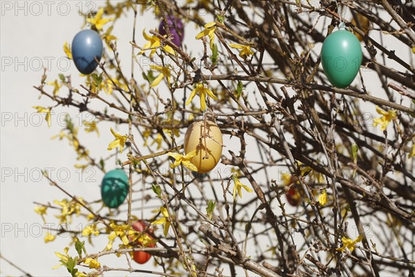 Colourful Easter eggs hanging from forsythia branches