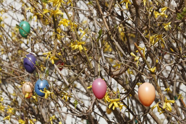 Colourful Easter eggs hanging from forsythia branches