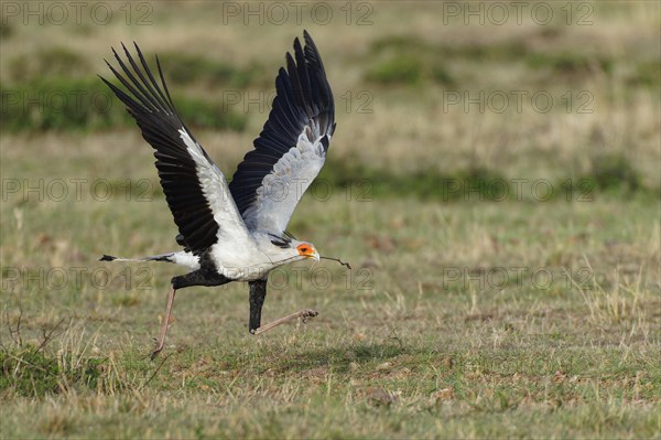 Secretary bird