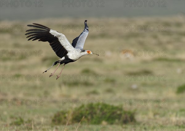 Secretary bird