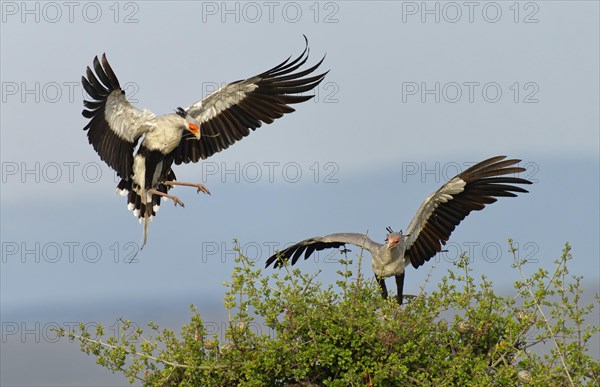 Secretary bird