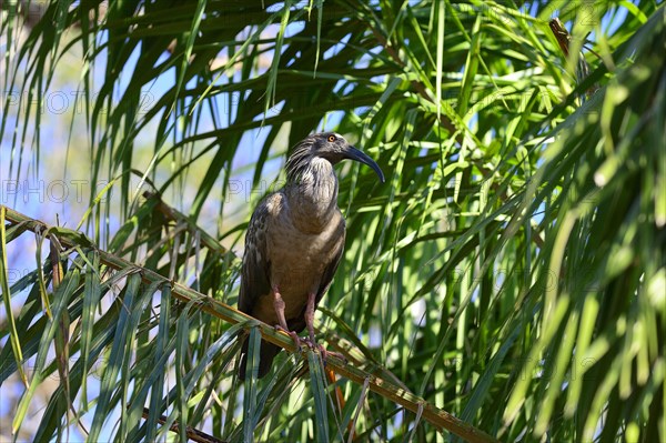 Plumbeous ibis