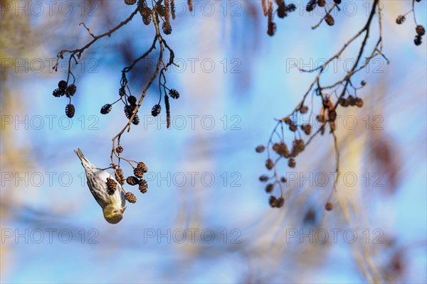 Eurasian siskin