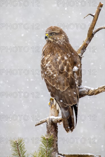 Common steppe buzzard