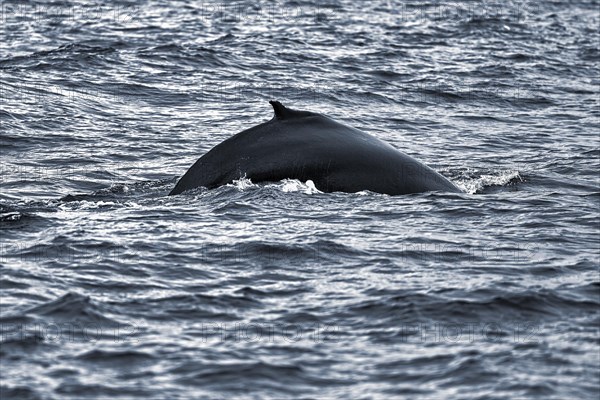 Humpback whale