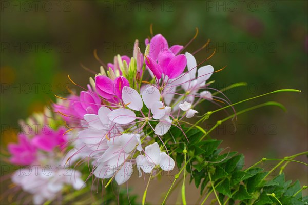 Spiny spiderflower