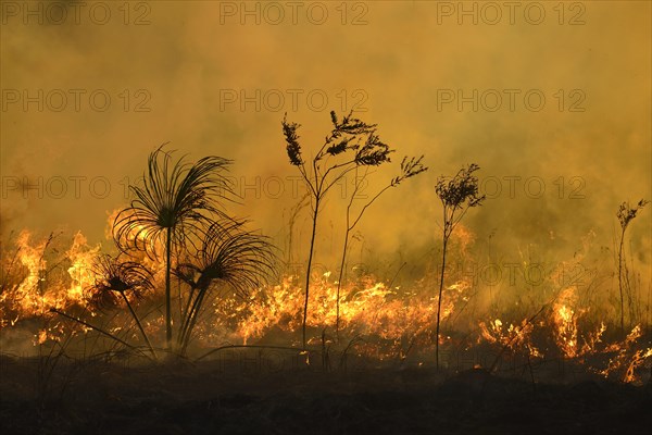 Burning vegetation in a bushfire at sunset