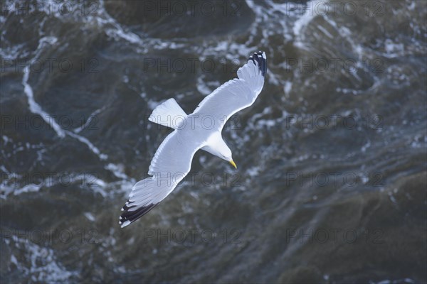 Silver gull in flight