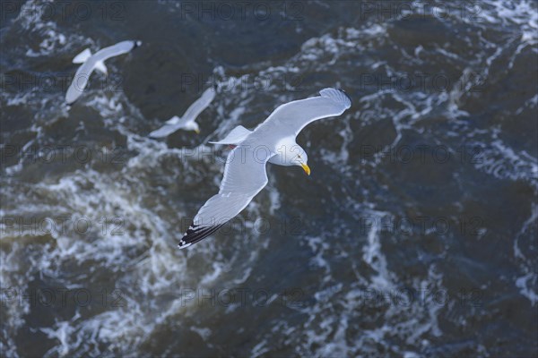 Silver gull in flight