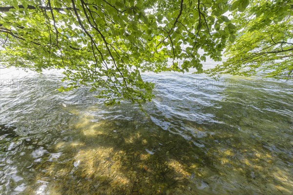 Lakeside in summer