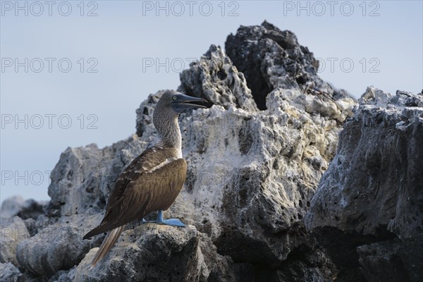 Blue-footed booby