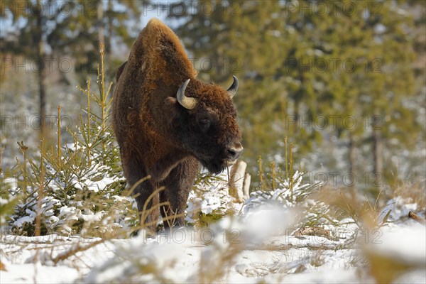 Bison