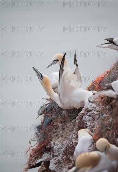 Northern gannet