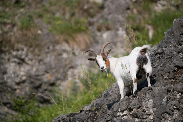 Goat standing on rock