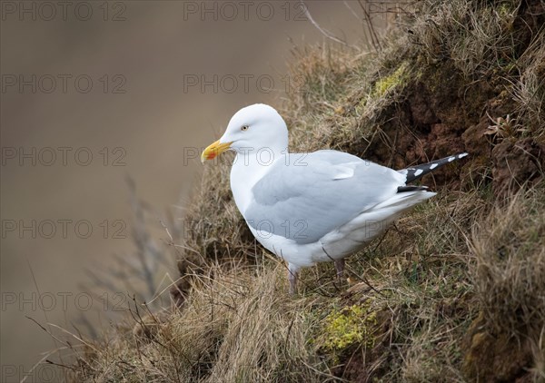 Lesser black-backed gull