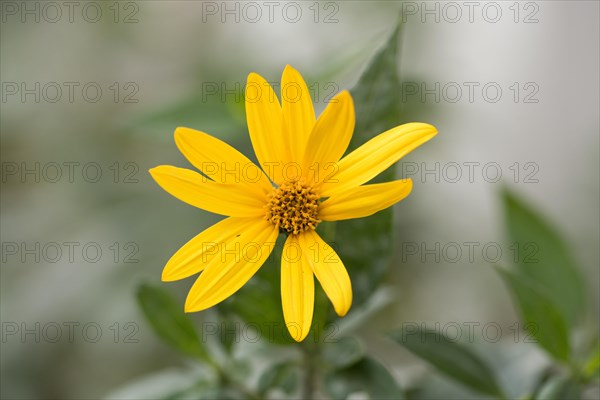 Jerusalem artichoke