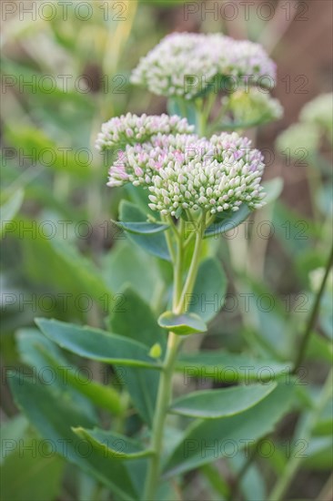 Showy stonecrop