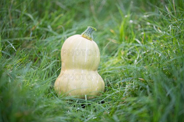 Musk squash