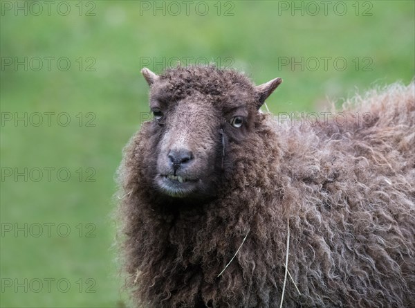 Ouessant sheep also Breton dwarf sheep