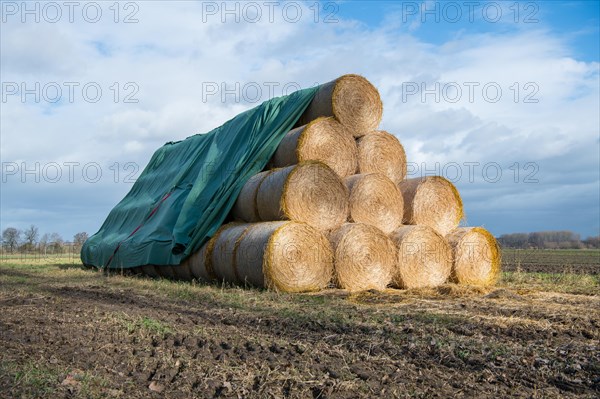 Straw bales stacked at the edge of the field after harvesting and protected from rain with a tarpaulin