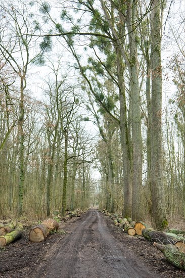 Forestry in the forest