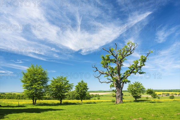Landscape with old gnarled solitary english oak