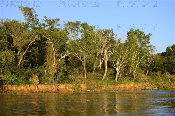 Jungle on the banks of the Rio Sao Lourenco