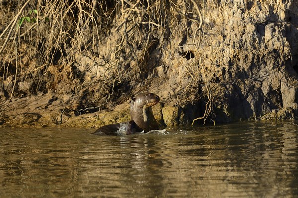 Giant otter