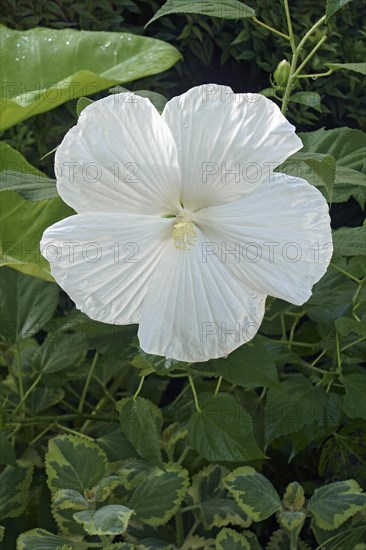 Rose mallow