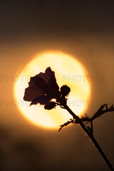 Greater musk-mallow