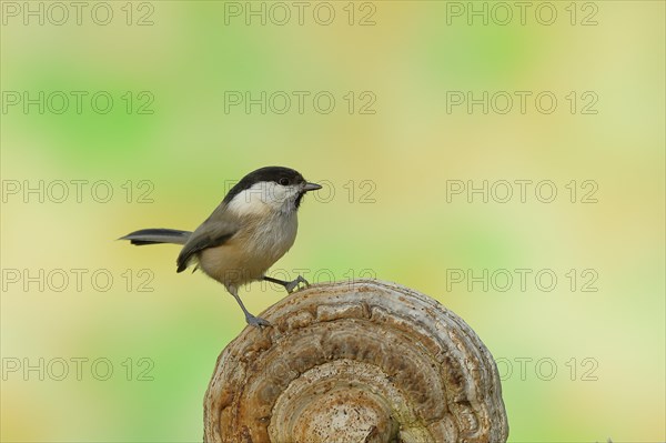 Marsh tit