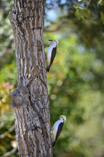 White woodpecker