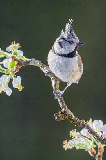 Crested tit